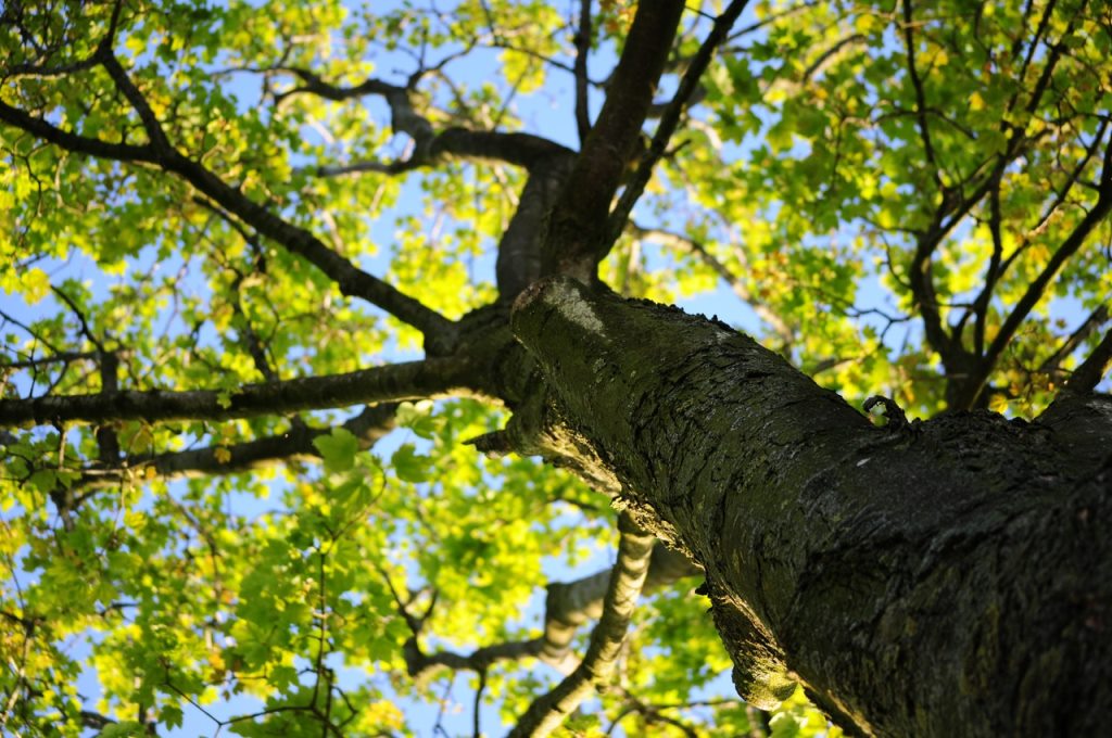 Parchi, giardini e gestione del verde