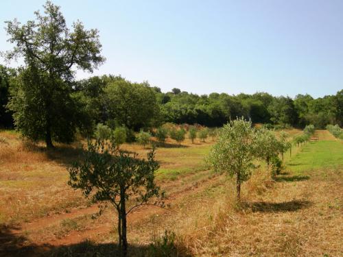 Progettazione di oliveti