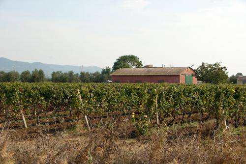 Piani di concimazione